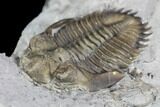Greenops Trilobite - Hungry Hollow, Ontario #107545-5